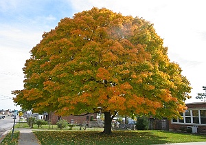 Big Maple