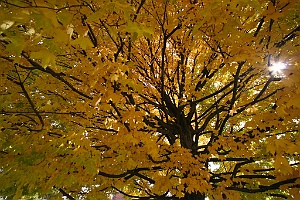 Backlit Yellow