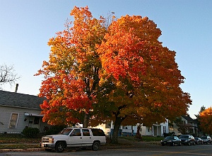 Late Sun on Tree