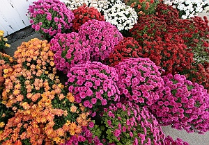 Chrysanthemums