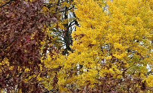 IMG_6146