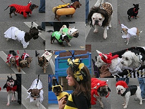 dogshow